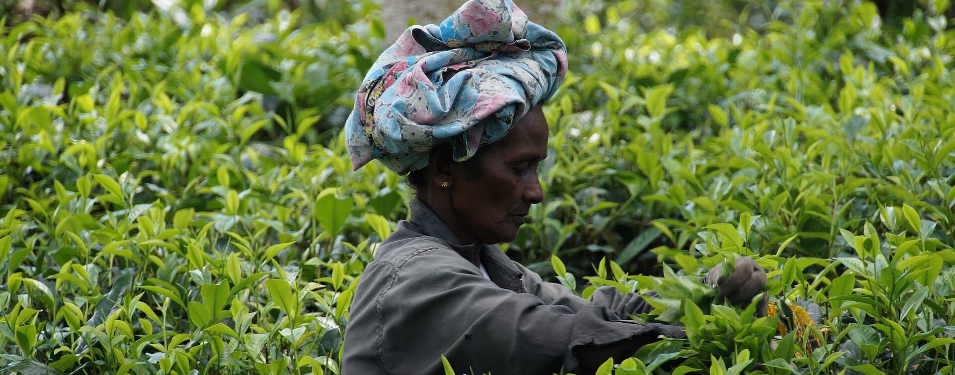 Derfor skal du til Sri Lanka nu