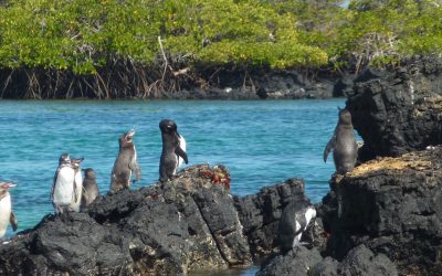 5 grunde til at opleve Galapagos øerne