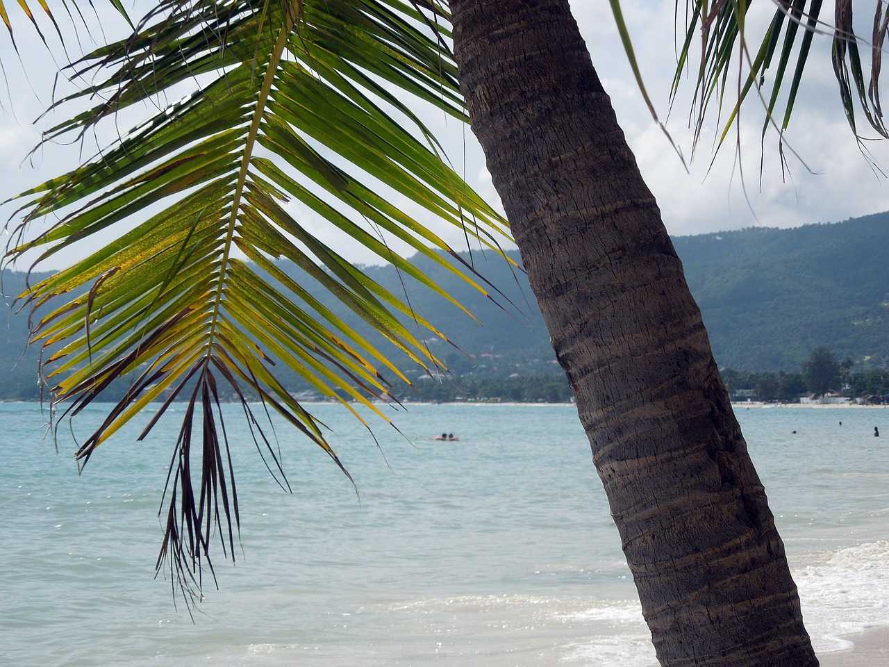 Chaweng-beach-palme