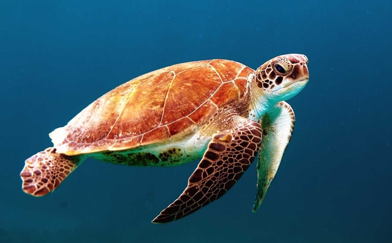 Skildpadde-Guide-til-Gili-Oerne