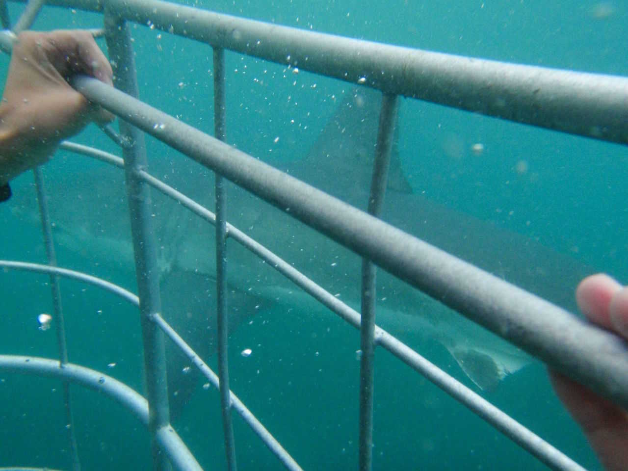 Cage-diving-sydafrika