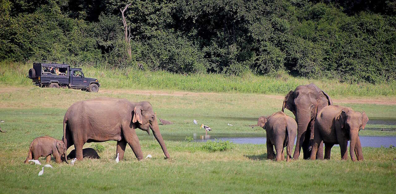 Elefanter på Sri Lanka