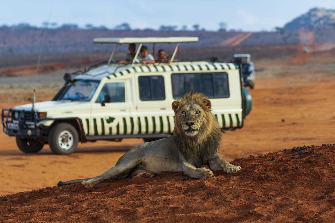 Krüger-National-Park-safari-i-Afrika