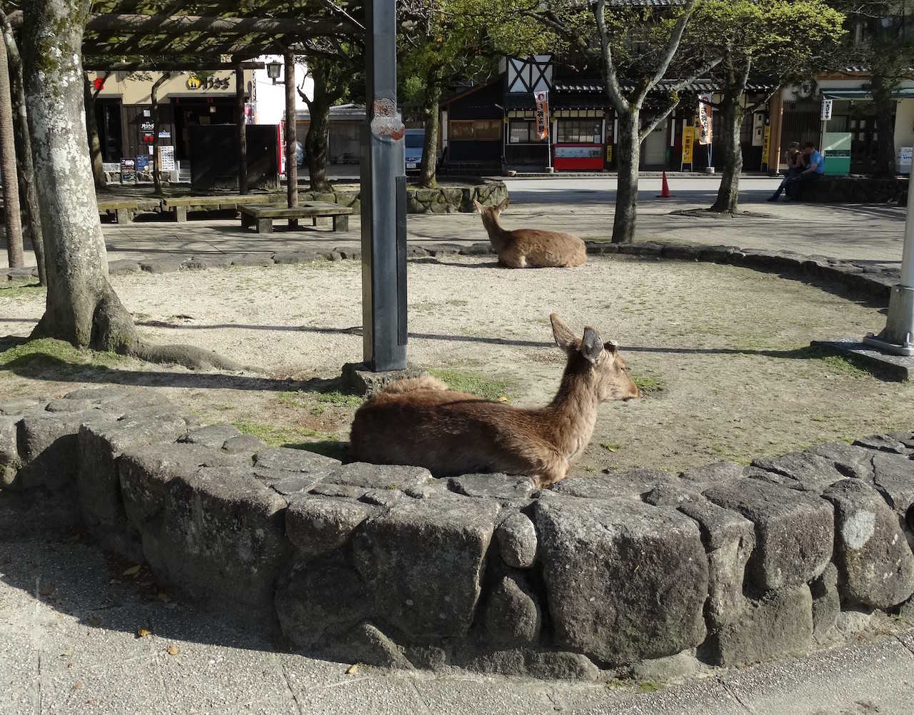 Sika hjort - Guide til Miyajima
