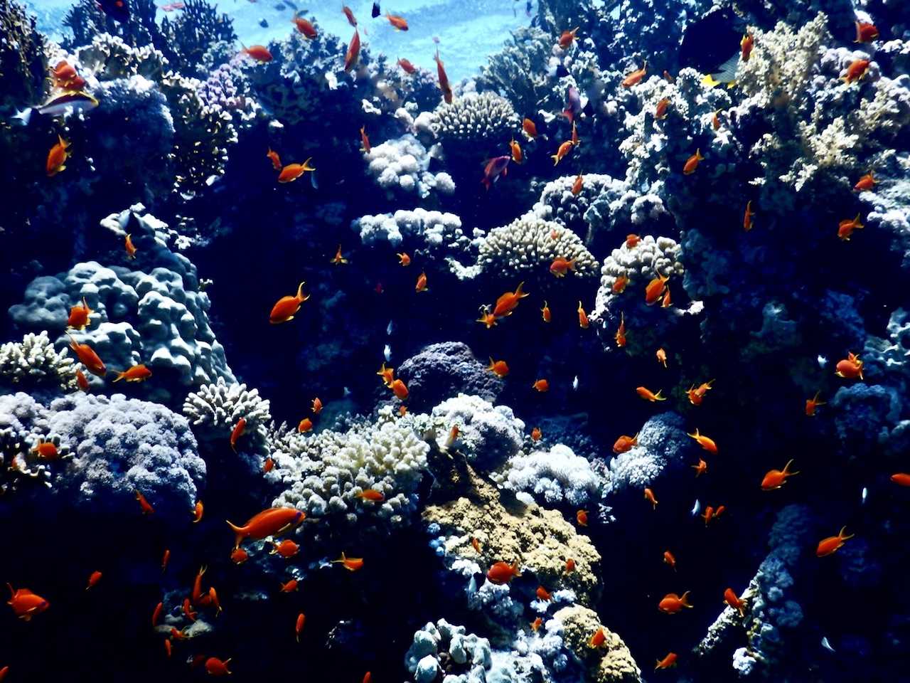 snorkling-koraller-baadtur-i-sharm-el-sheikh