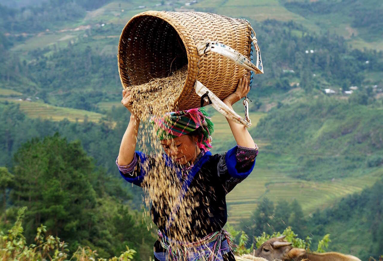 gode-raad-til-vietnam-kvinde-med-korn