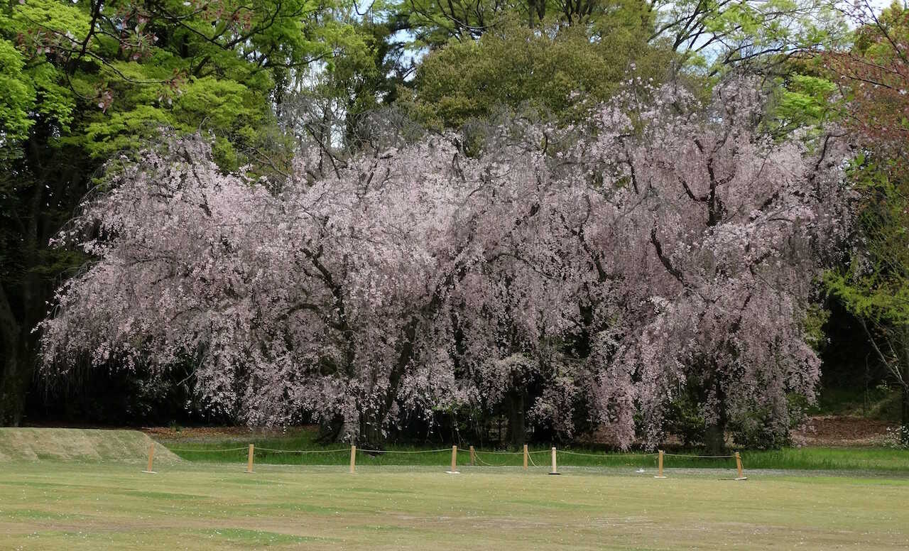 Kirsebærtræer i Nijo Castle - Kyoto