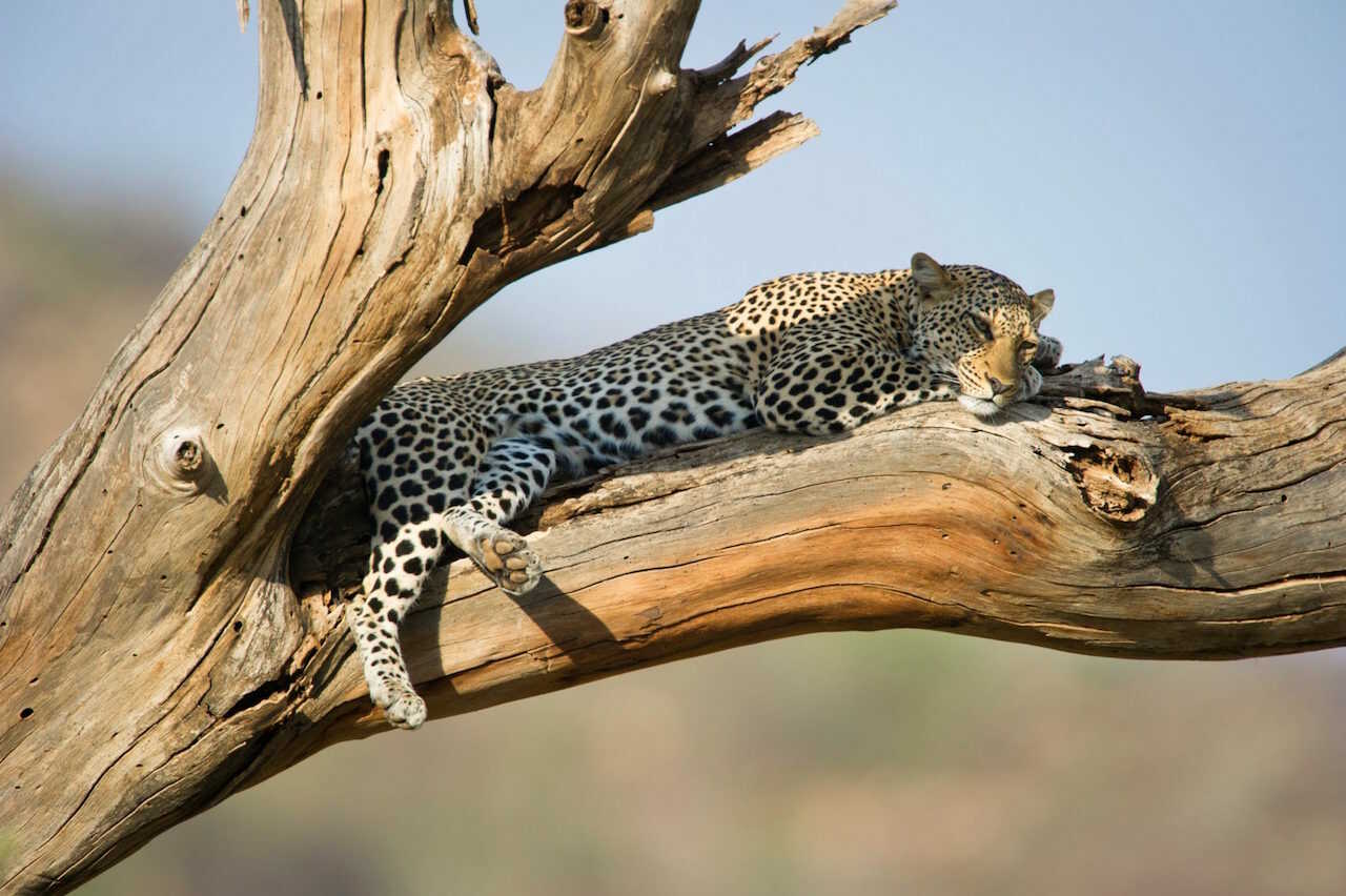 leopard-afrika
