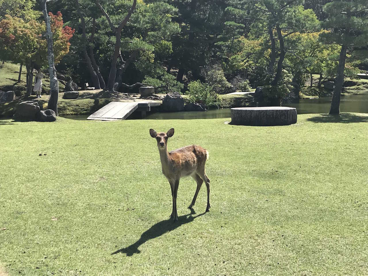 Sikahjort i Nara