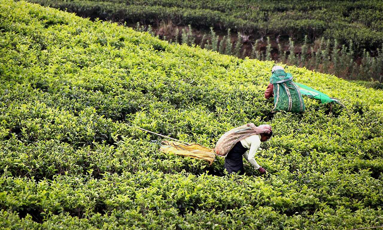 Teplukkere på Sri Lanka