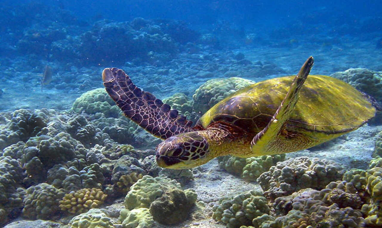 Akumal skildpadde - Yucatan halvøen