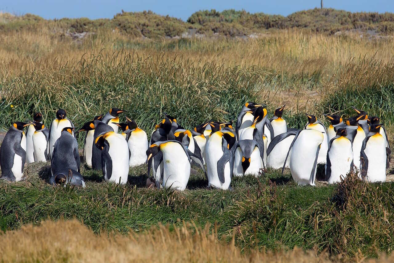Argentina Patagonien pingviner - På eventyr i Latinamerika