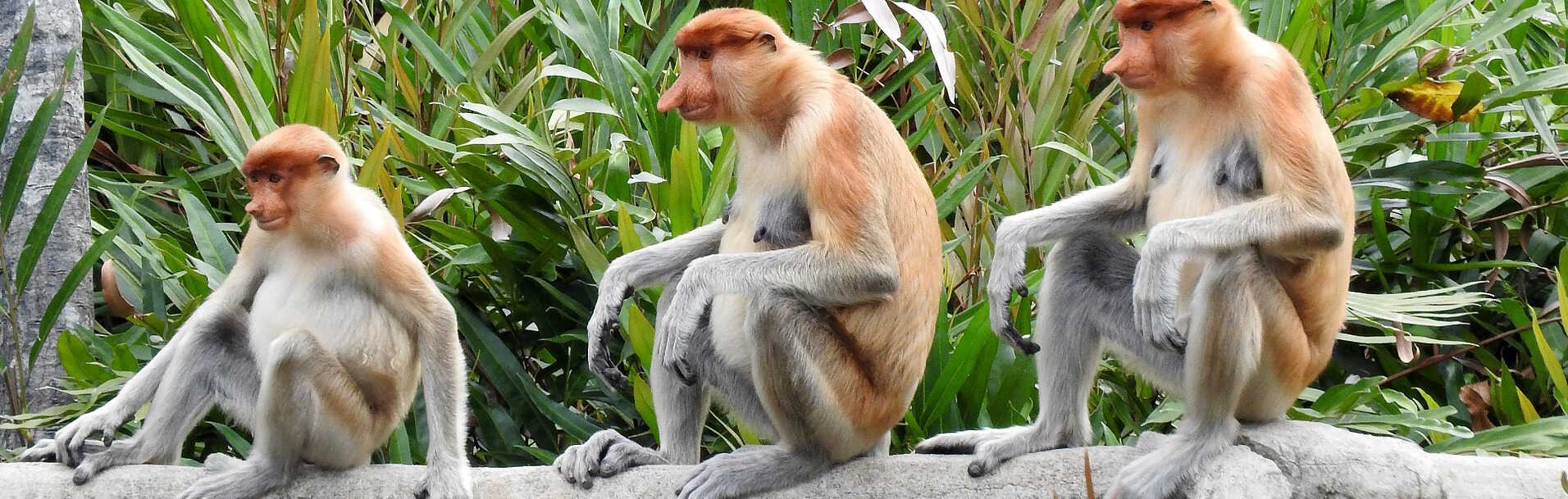 Borneo – verdensklasse natur- & dyreliv