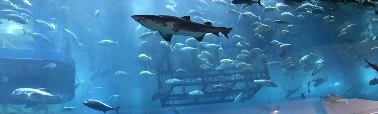 Dubai Aquarium & Underwater Zoo - Stopover i Dubai