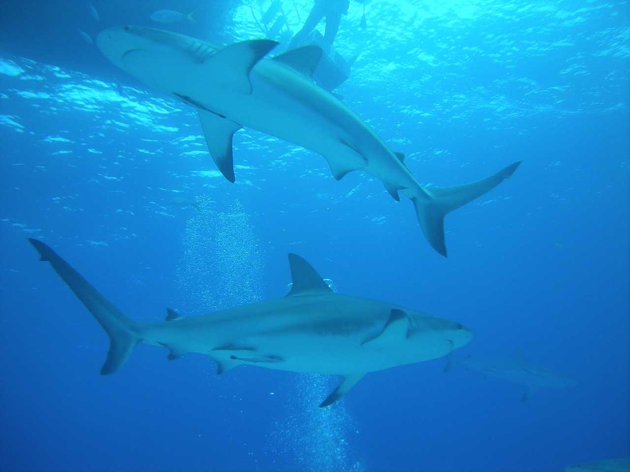 Dykning med hajer - Oplevelser på Bahamas