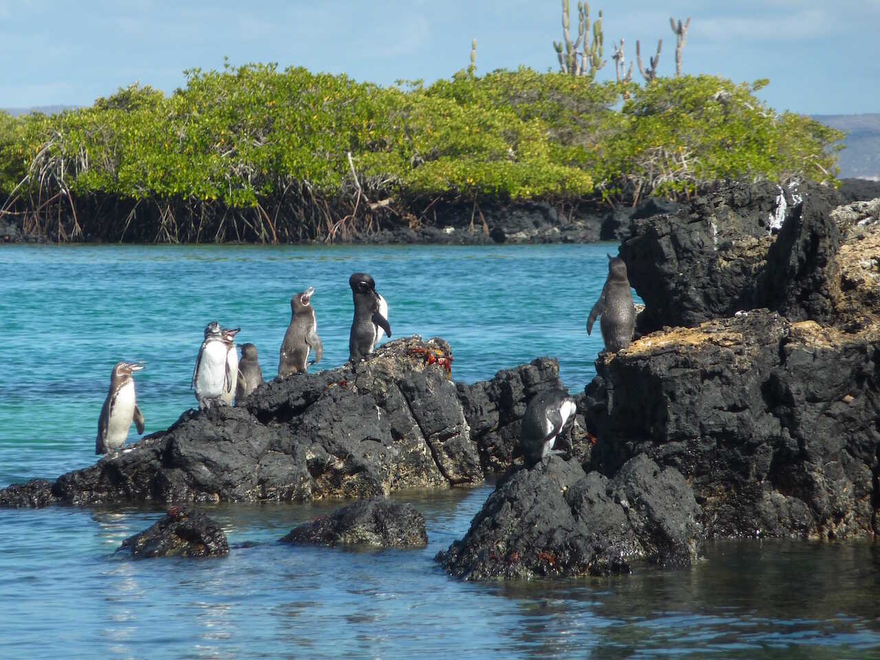 Galapagos Pingviner