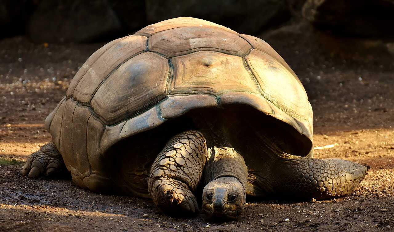 Galapagos skildpadde - Oplev Galapagos Øerne