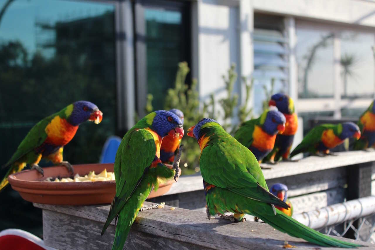 Papegøjer i St. Kilda - Australien