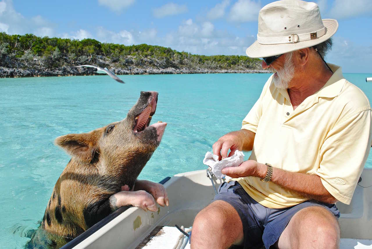 Svømme med grise på Bahamas