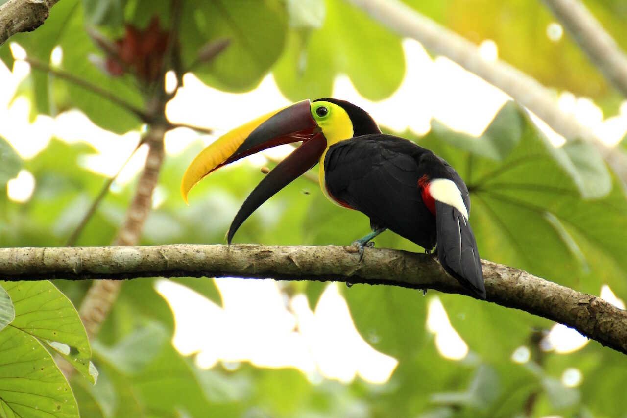 Tukan i Costa Rica - På eventyr i Latinamerika