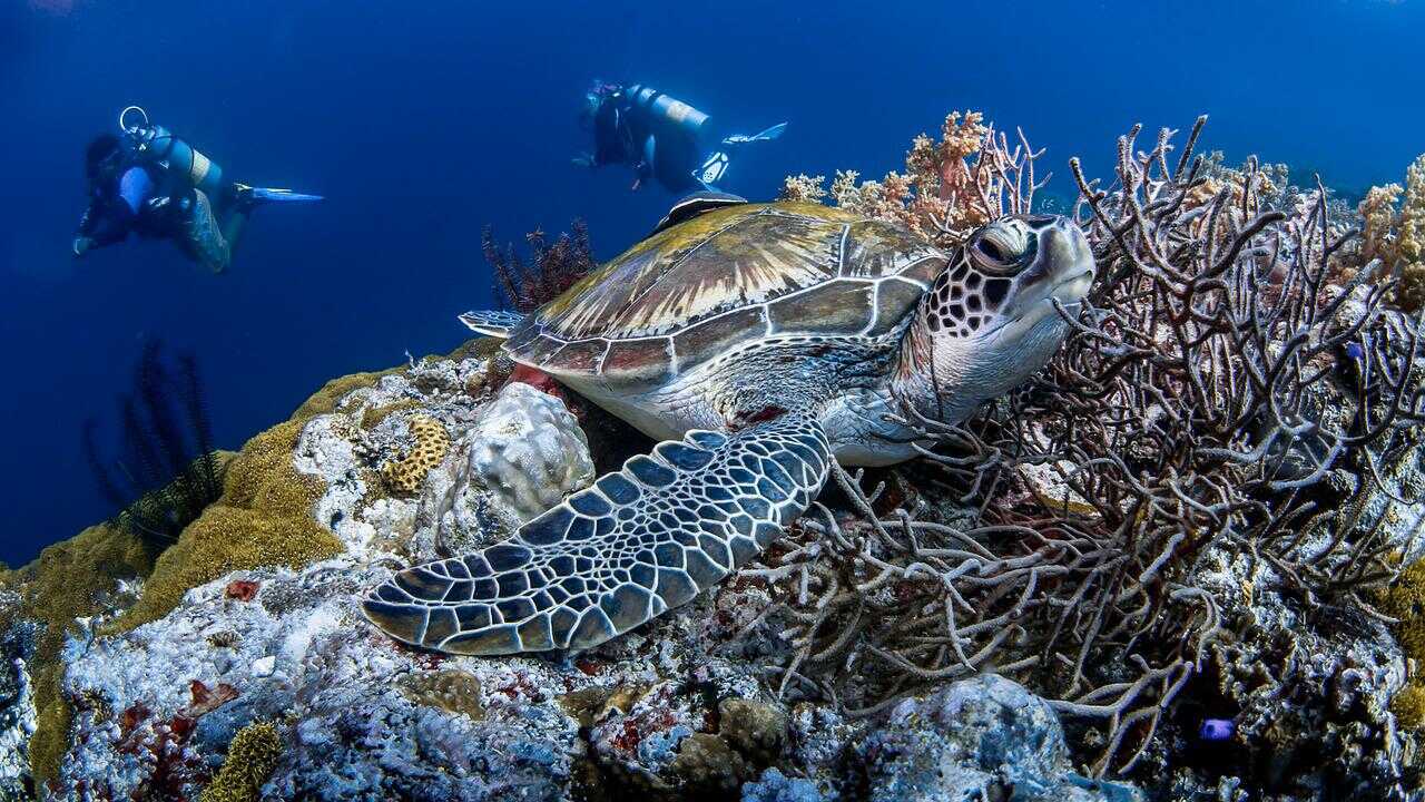 Dykning på Great Barrier Reef