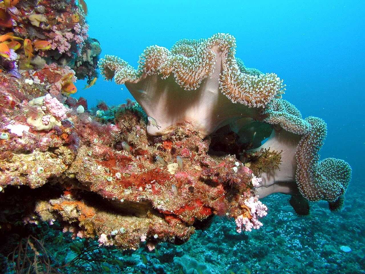 Koraller på Maldiverne