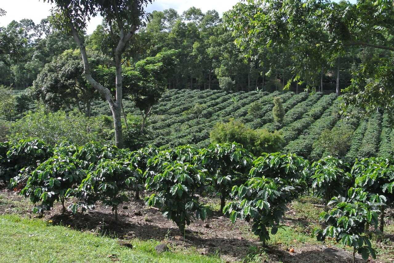 Kaffe plantage i Costa Rica - Kafferejser